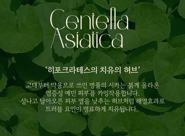 Centella Asiatica