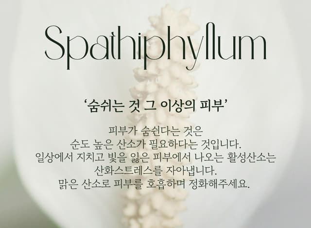 Spathiphyllum