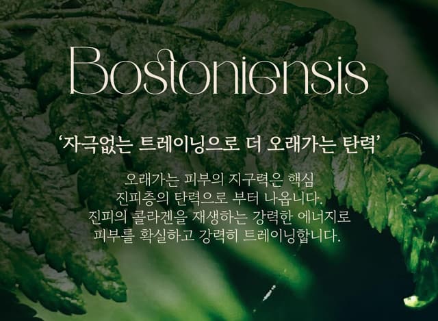 Bostoniensis